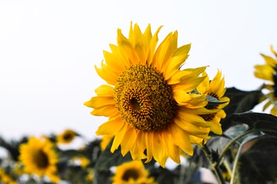 The yellow sunflowers in close-up photography
